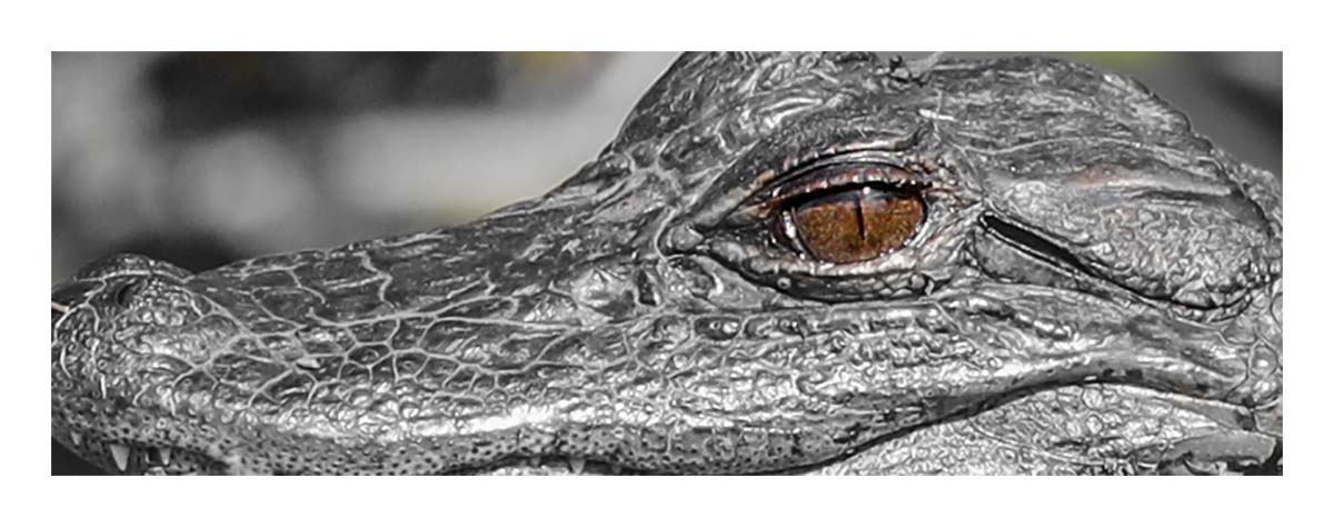 Alligator