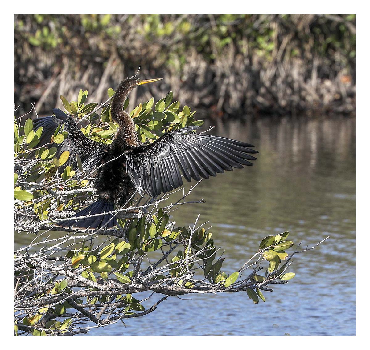 Anhinga