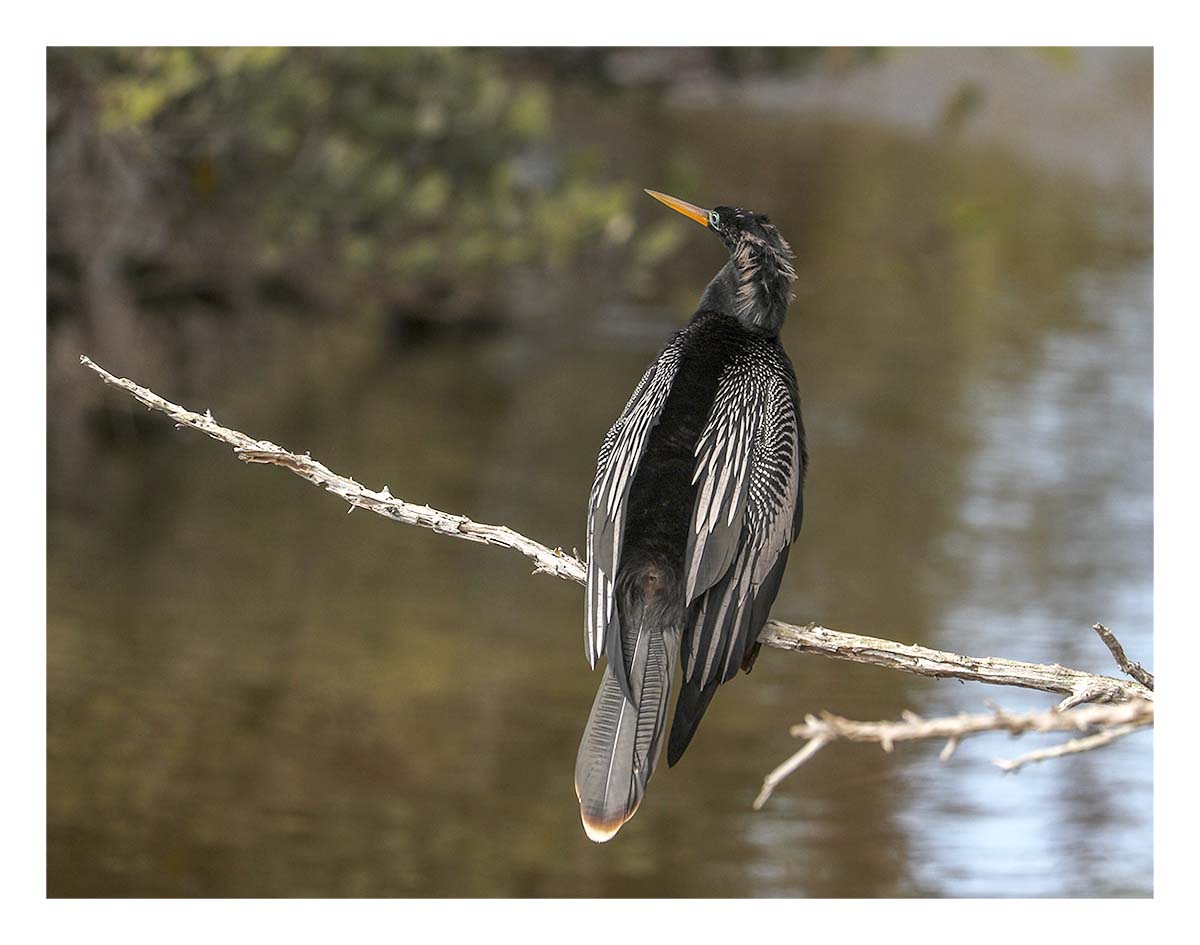 Anhinga