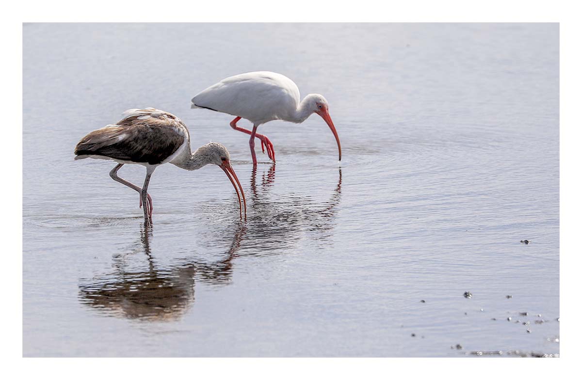 White Ibis