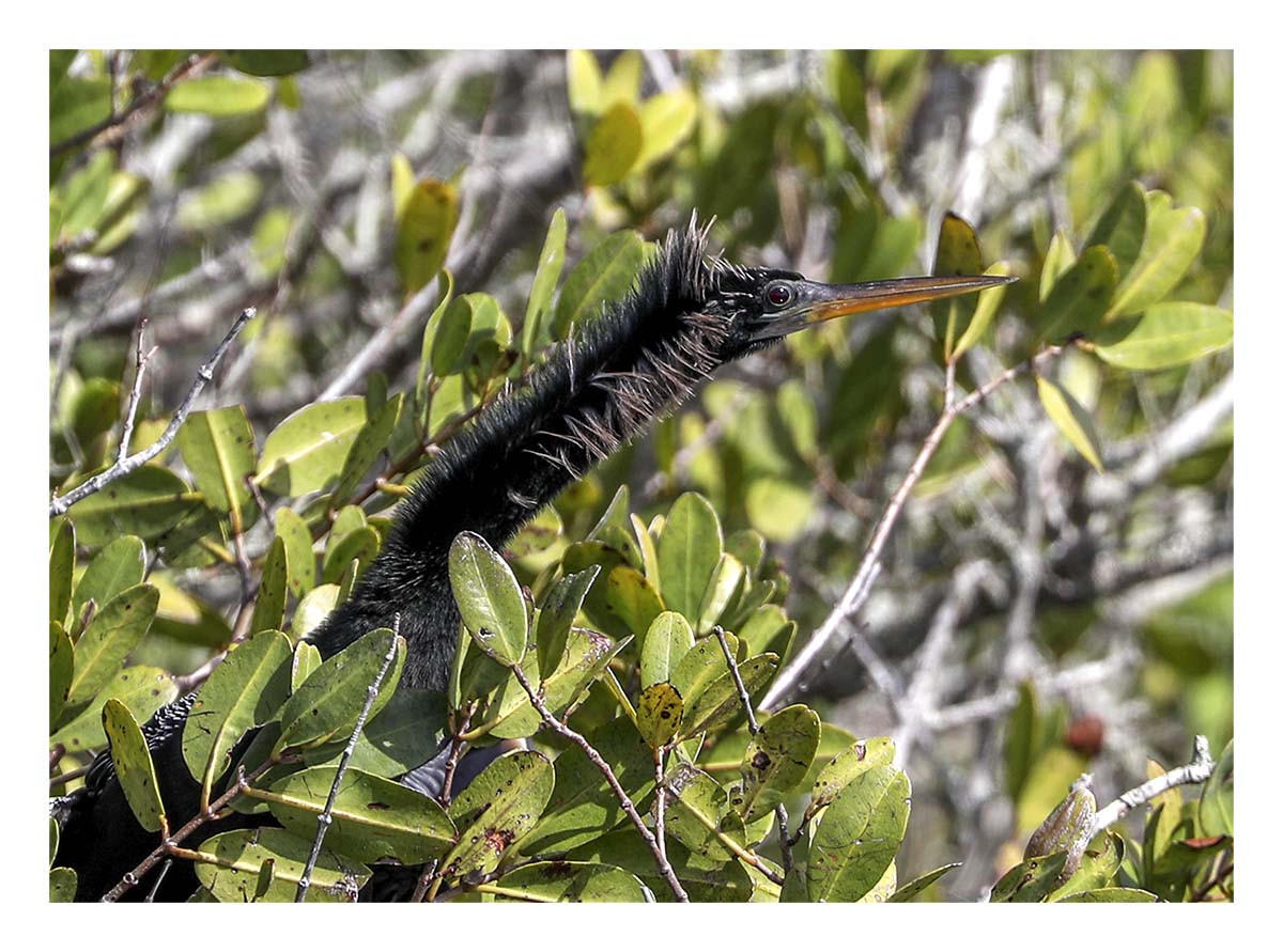 Anhinga