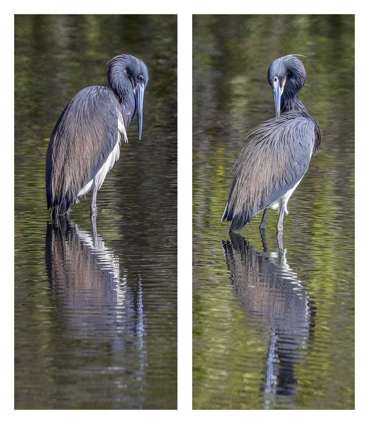 Tricolored Heron