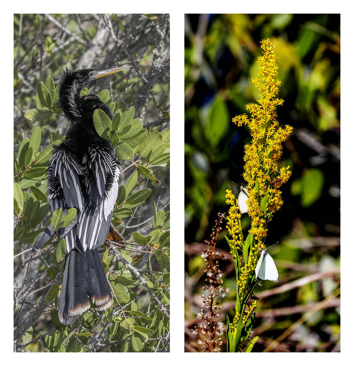 Anhinga