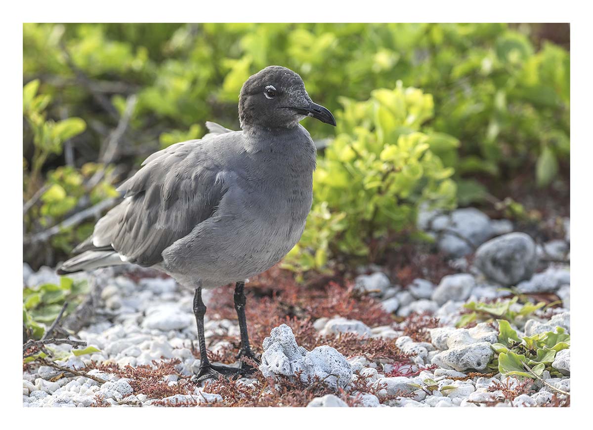 Lava Gull