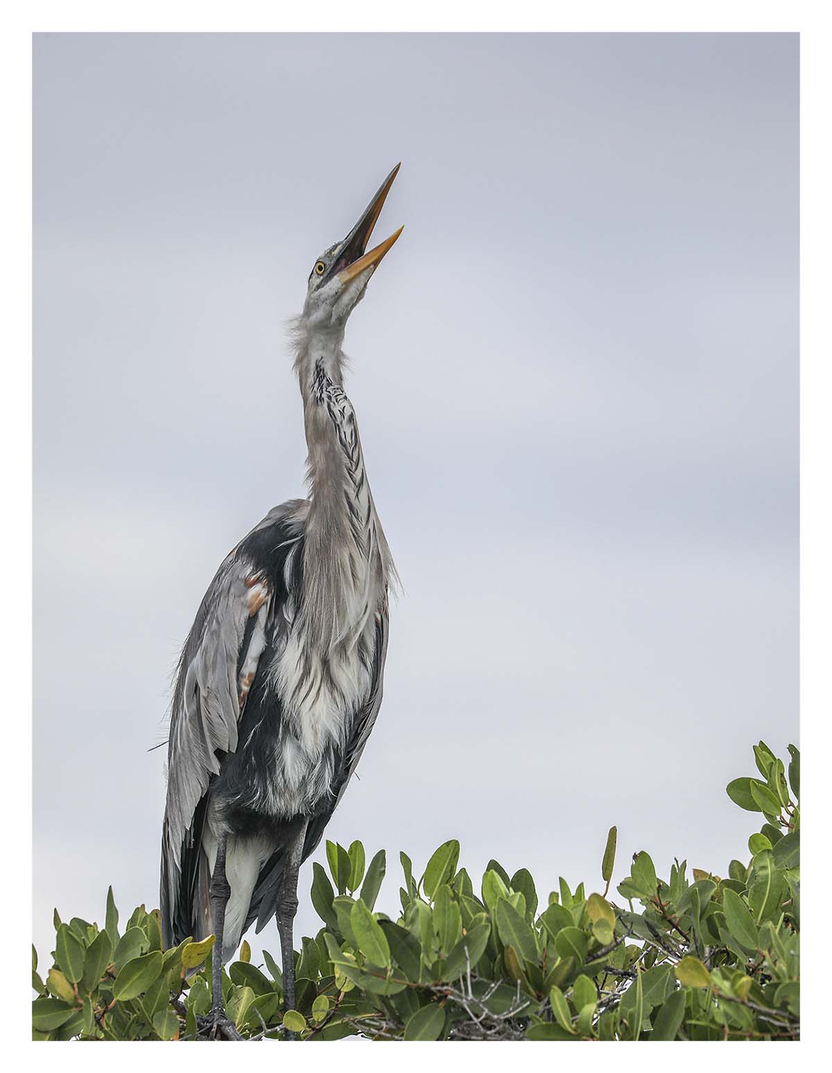 Galapagos