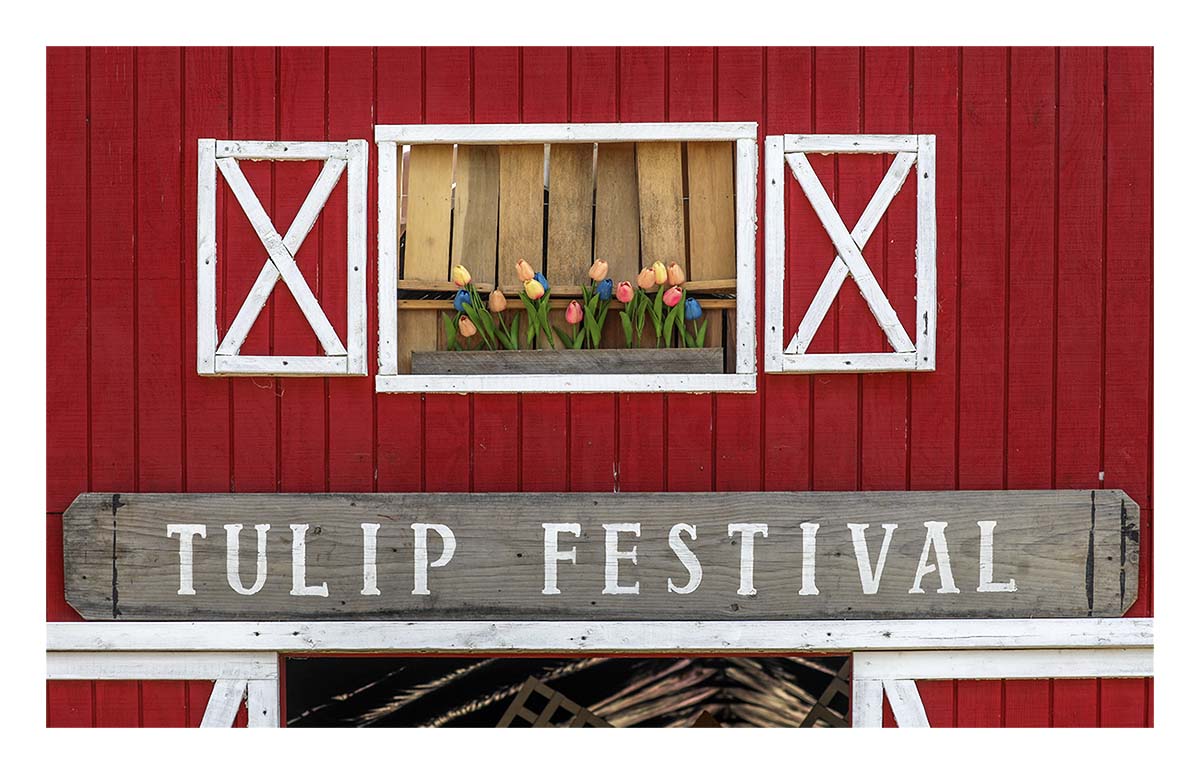 Tulip Festival