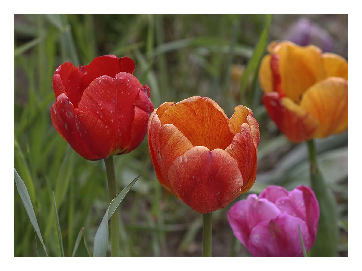 Tulip Festival