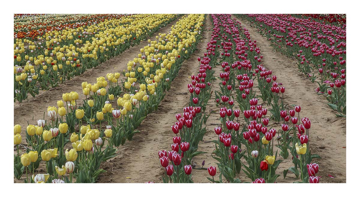 Tulip Festival