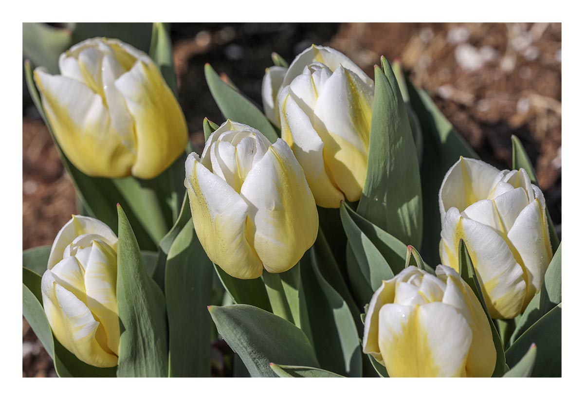 Tulip Festival