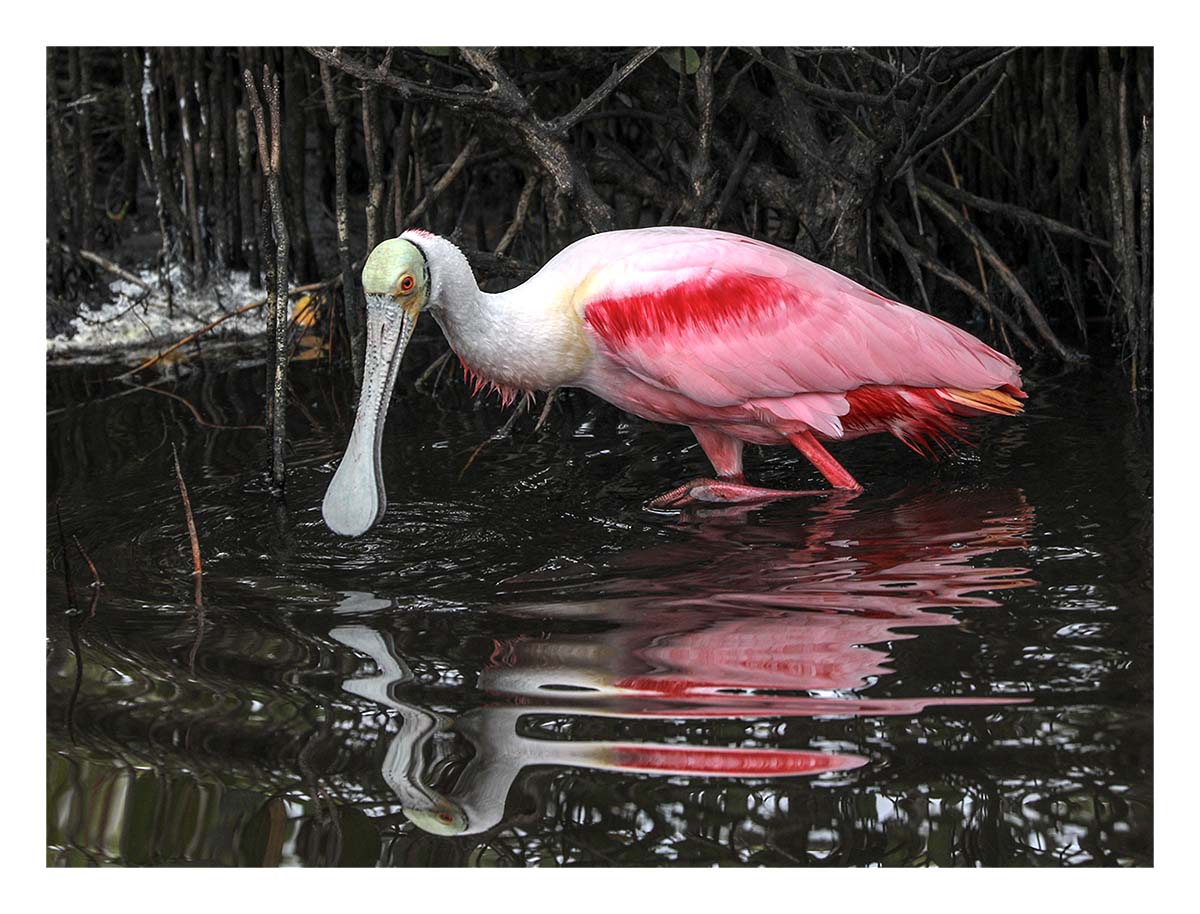 Spoonbill