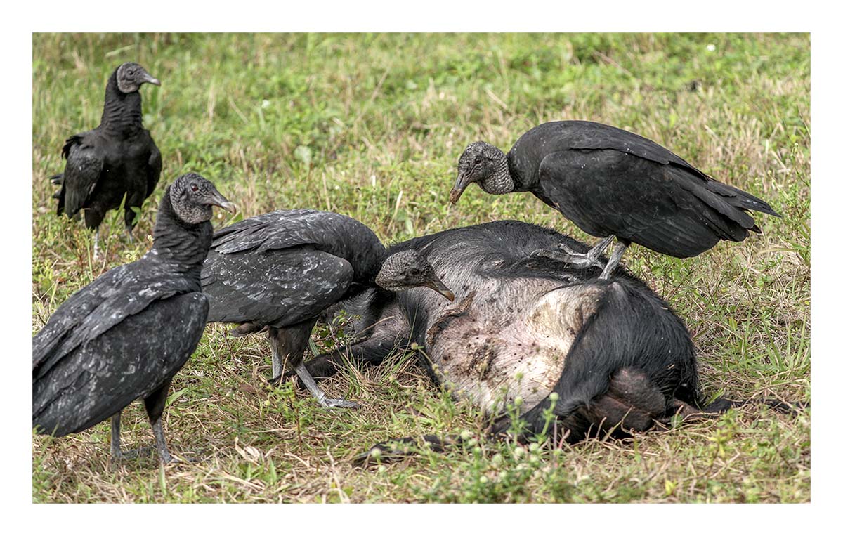 Black Vulture