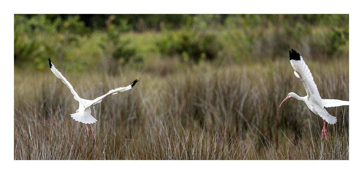 White Ibis