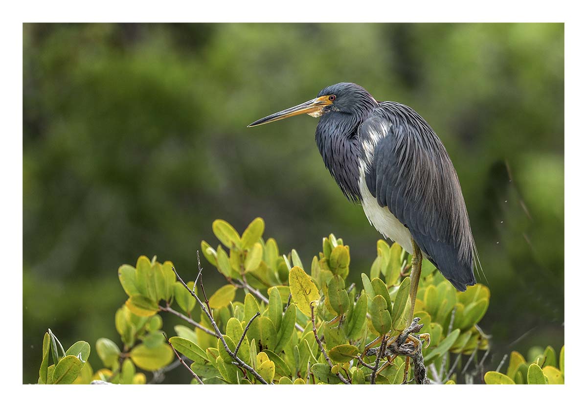 Tricolored Heron