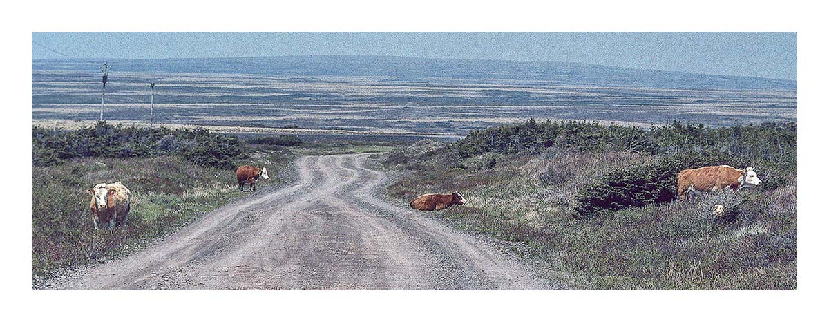 Newfoundland