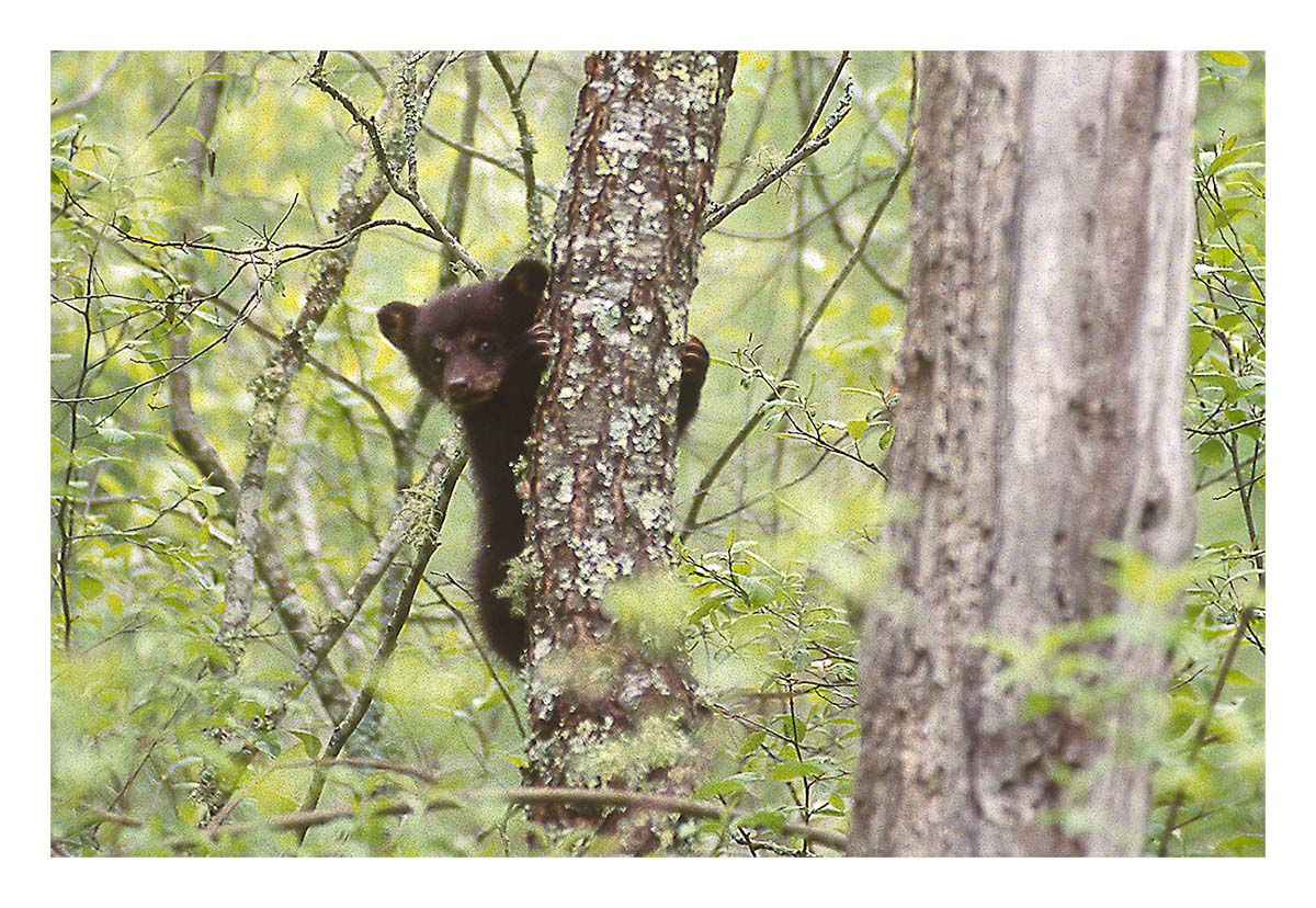 Smoky Mountains NP