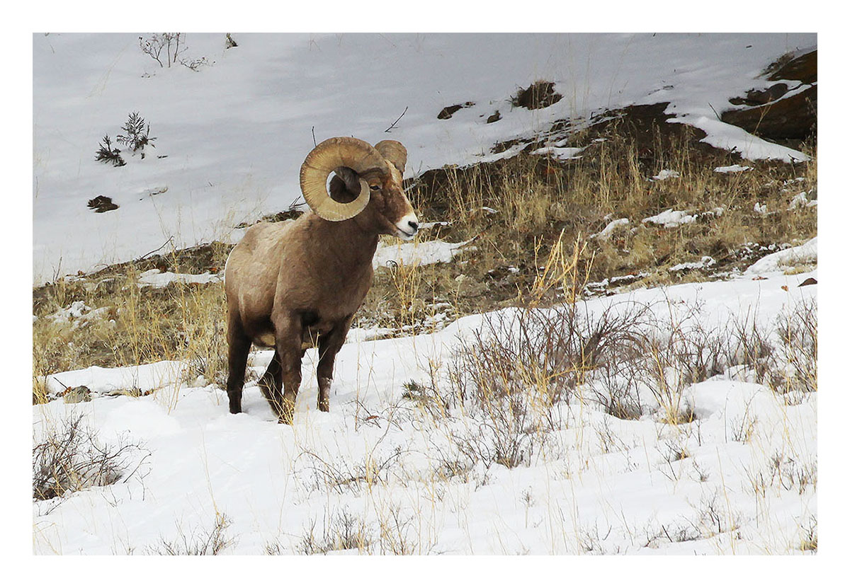 Yellowstone