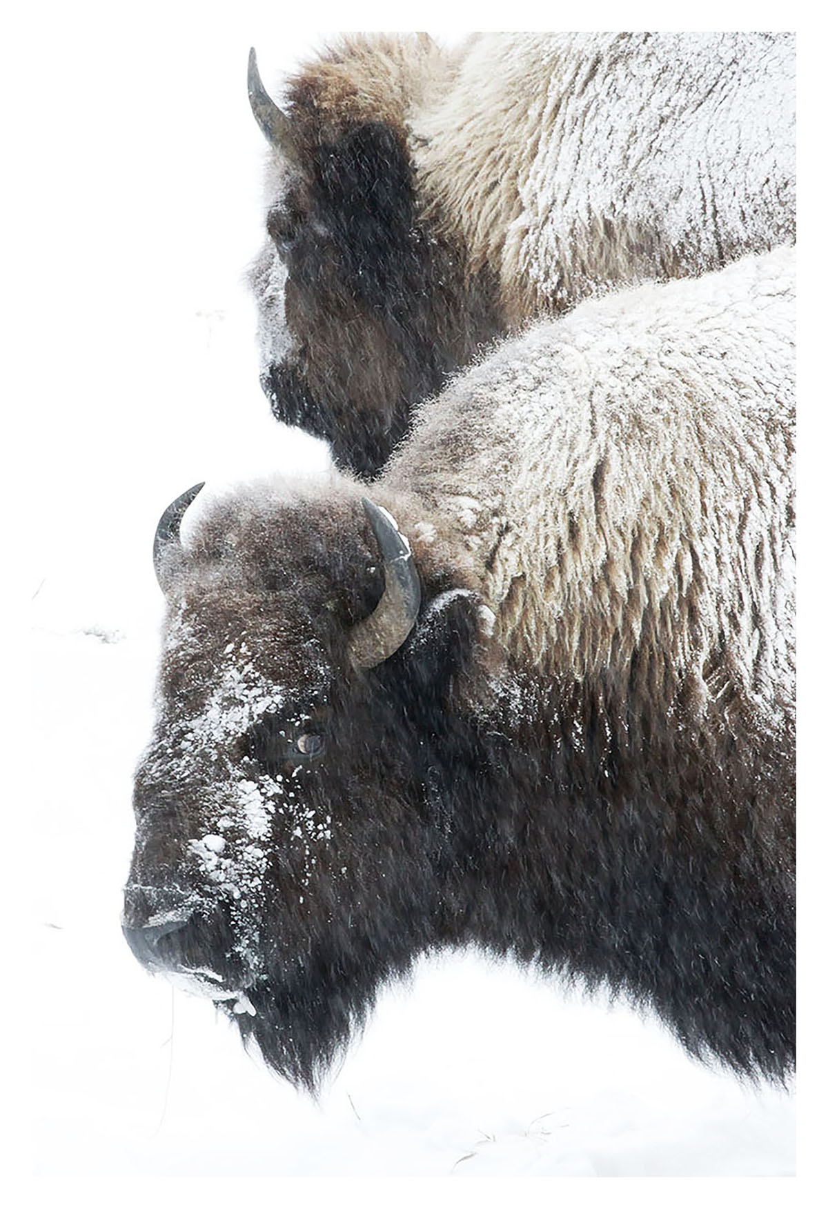 Yellowstone