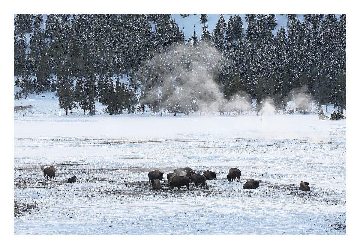 Yellowstone