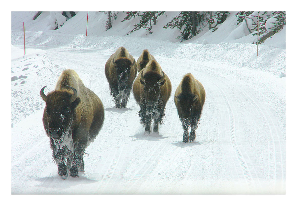 Yellowstone