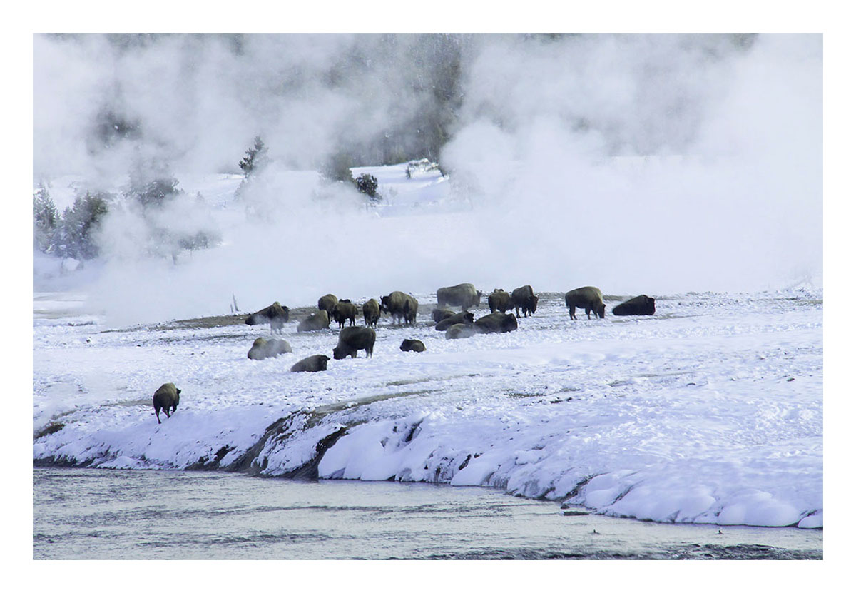 Yellowstone