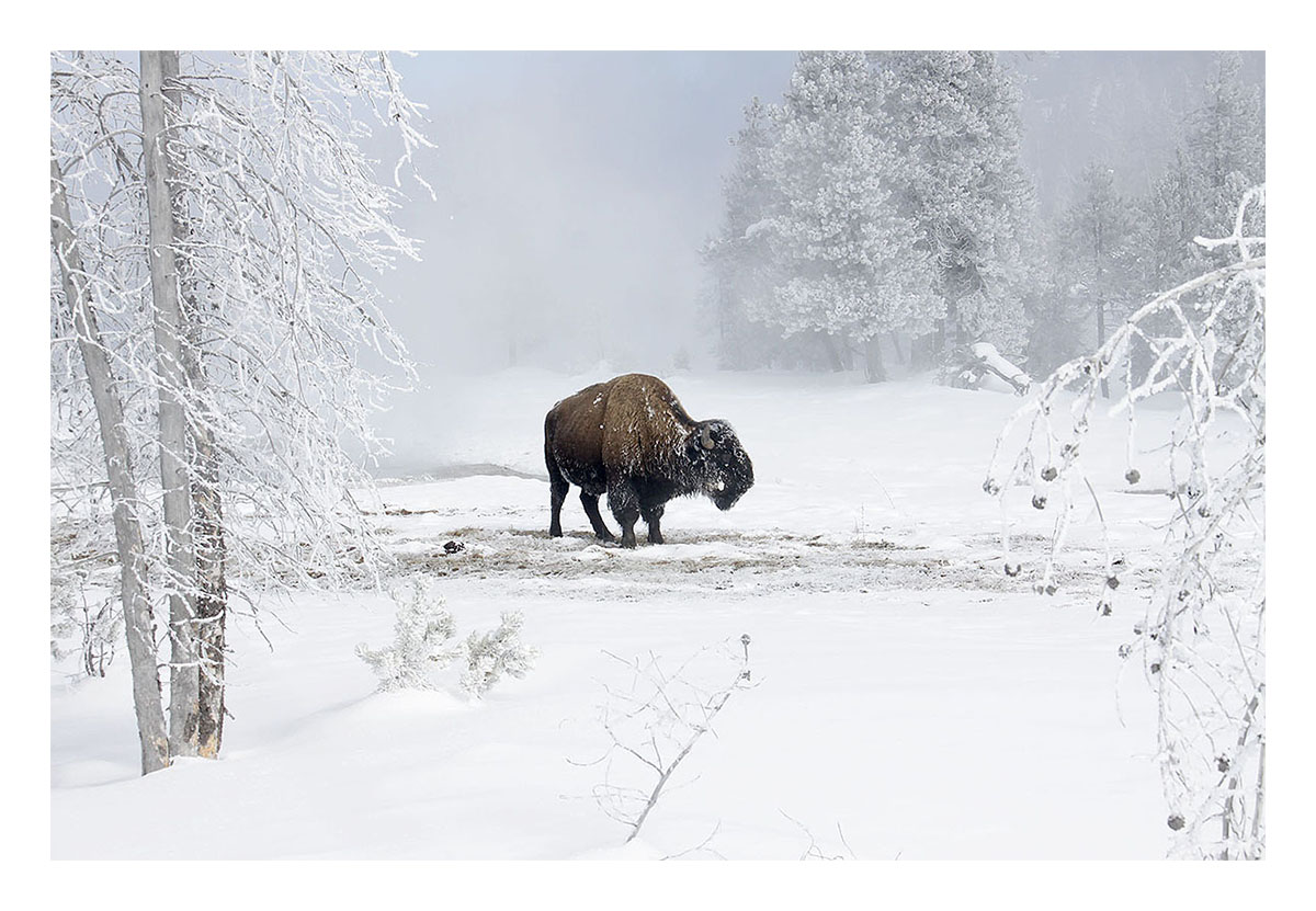 Yellowstone