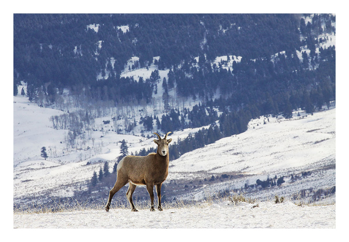 Yellowstone