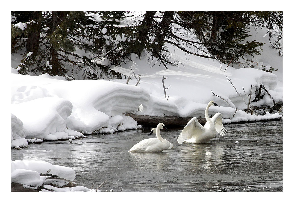 Yellowstone