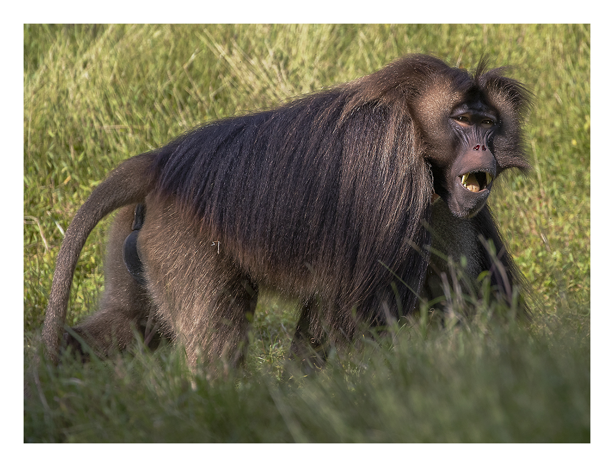 Bronx Zoo