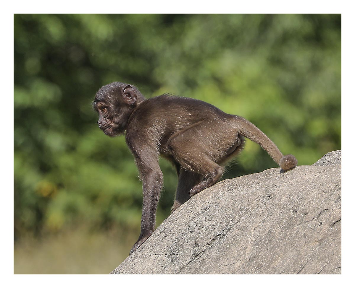 Bronx Zoo