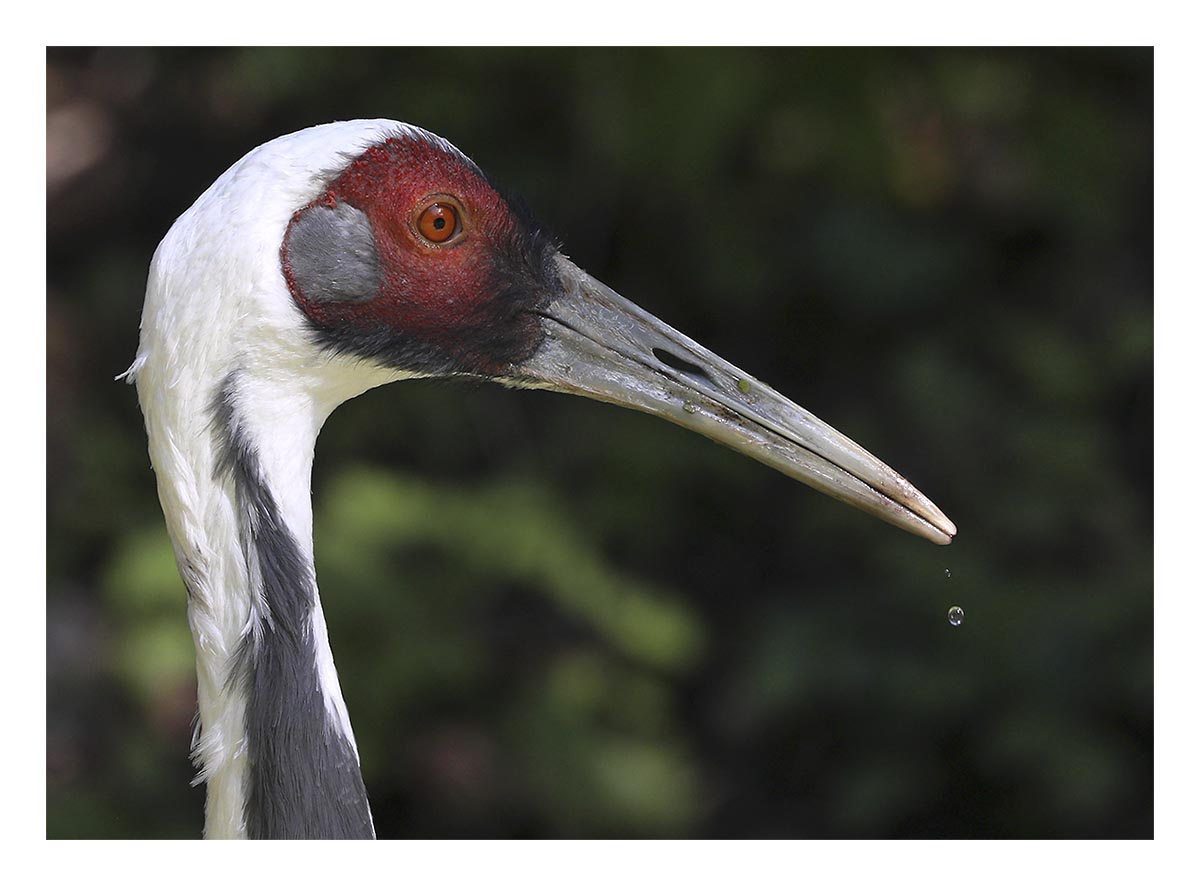 Stork